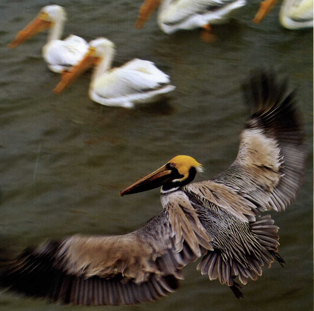 Pelicans make a splash along the Gulf Coast