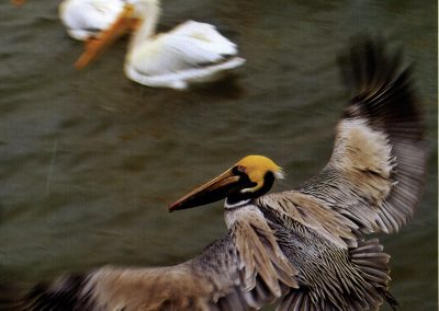 The Bird Lady of Rockport