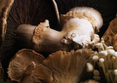 Celebrating Mushrooms in East Texas