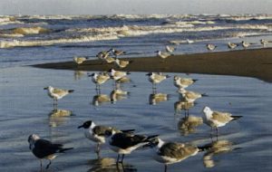 seagulls on the beach at South Padre Island