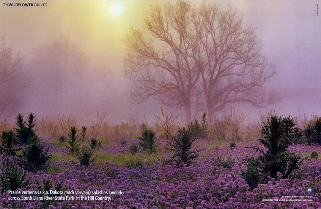 Trip to Bountiful Texas Highways Wildflower Drives