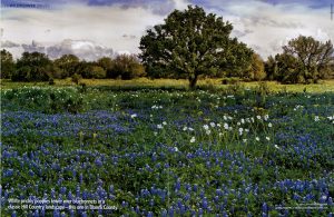 Trip to Bountiful: Texas Highways Wildflower Drives