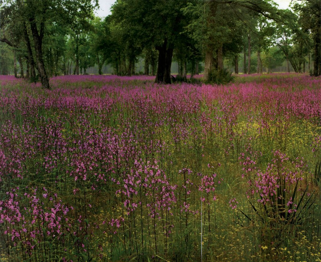 This spread of penstemon glorifies a wooded meadow in the Lance Rosier Unit of the Big Thicket Preserve in East Texas