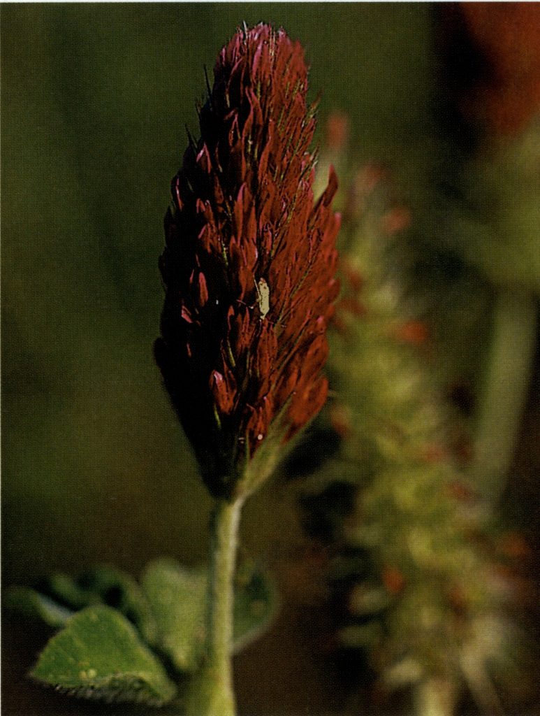 Crimson clover along a roadside near Ore City, north of Marshall and Longview.