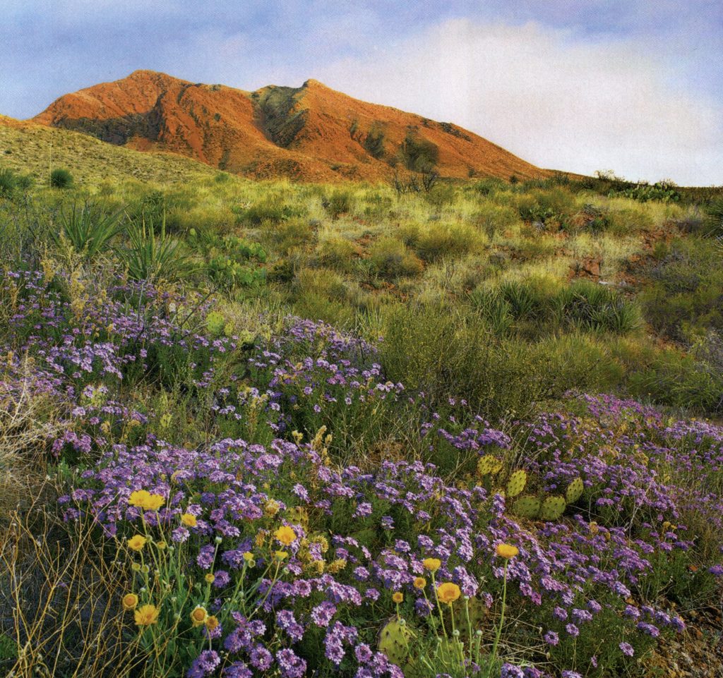 Lavender flowers of verbena join yellow desert marigolds clustering around prickly pear cactus in Franklin Mountains State Park in El Paso.