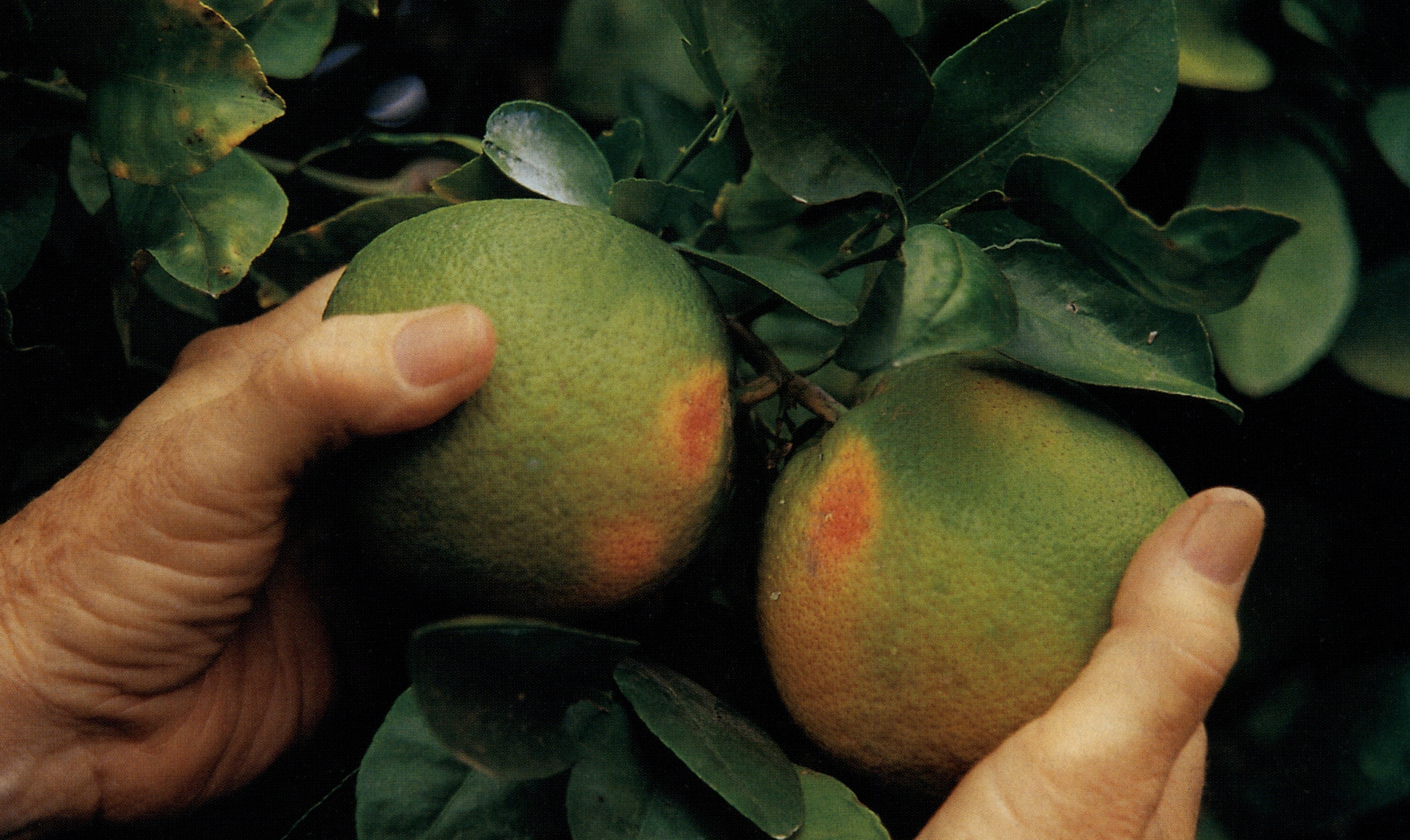 A RIo Grande citrus