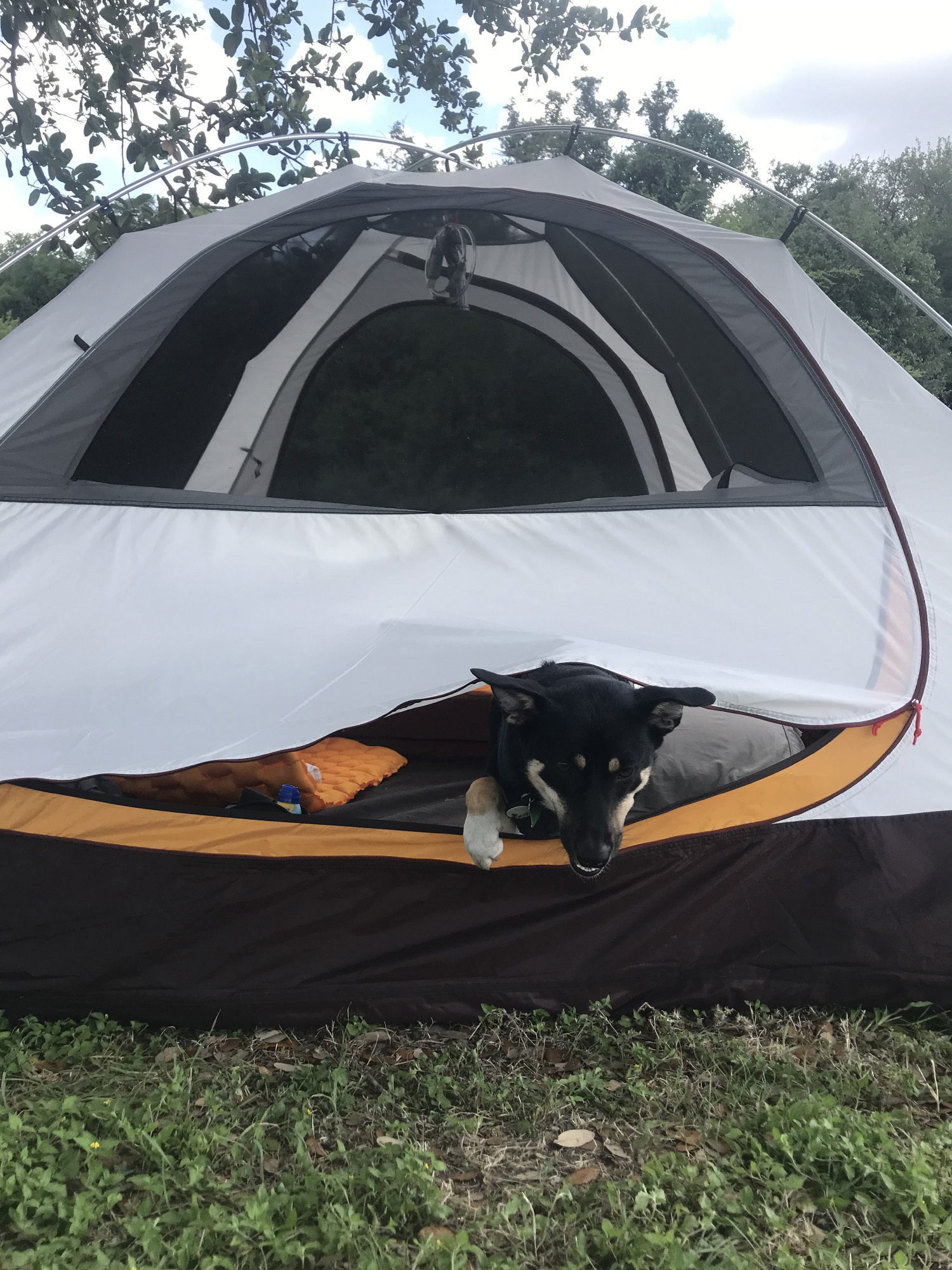 A dog peeks her head out of a tent