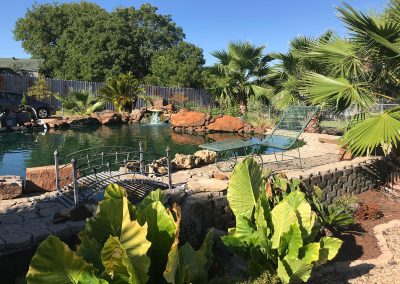 Meet the “Palm Tree Loraxes” of North Texas
