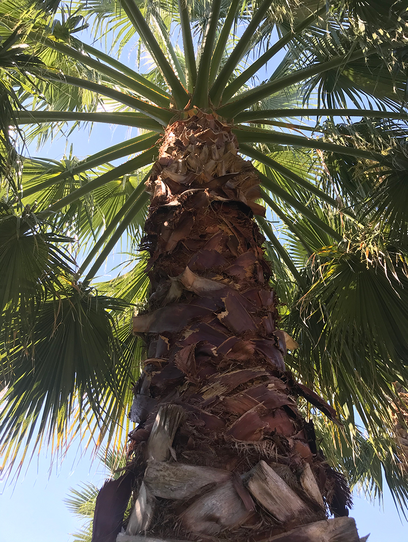 A tall palm tree