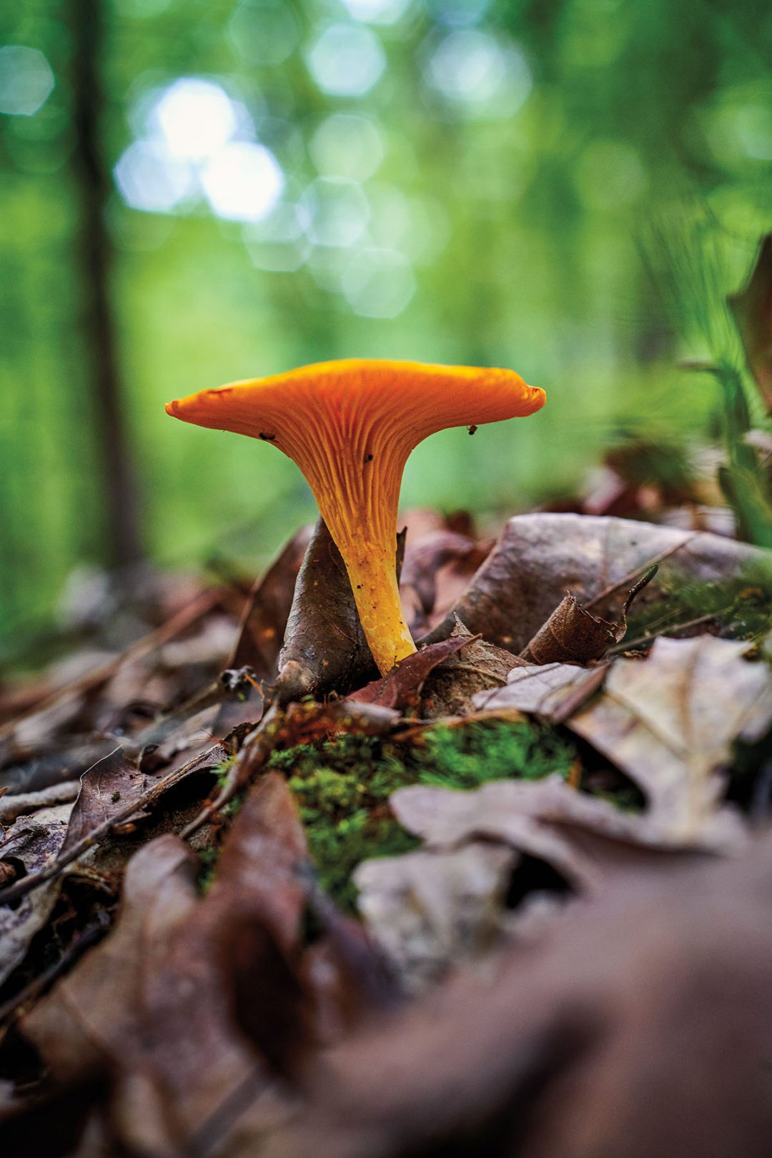 Forage for Rare and Pricey Chanterelle Mushrooms in East Texas