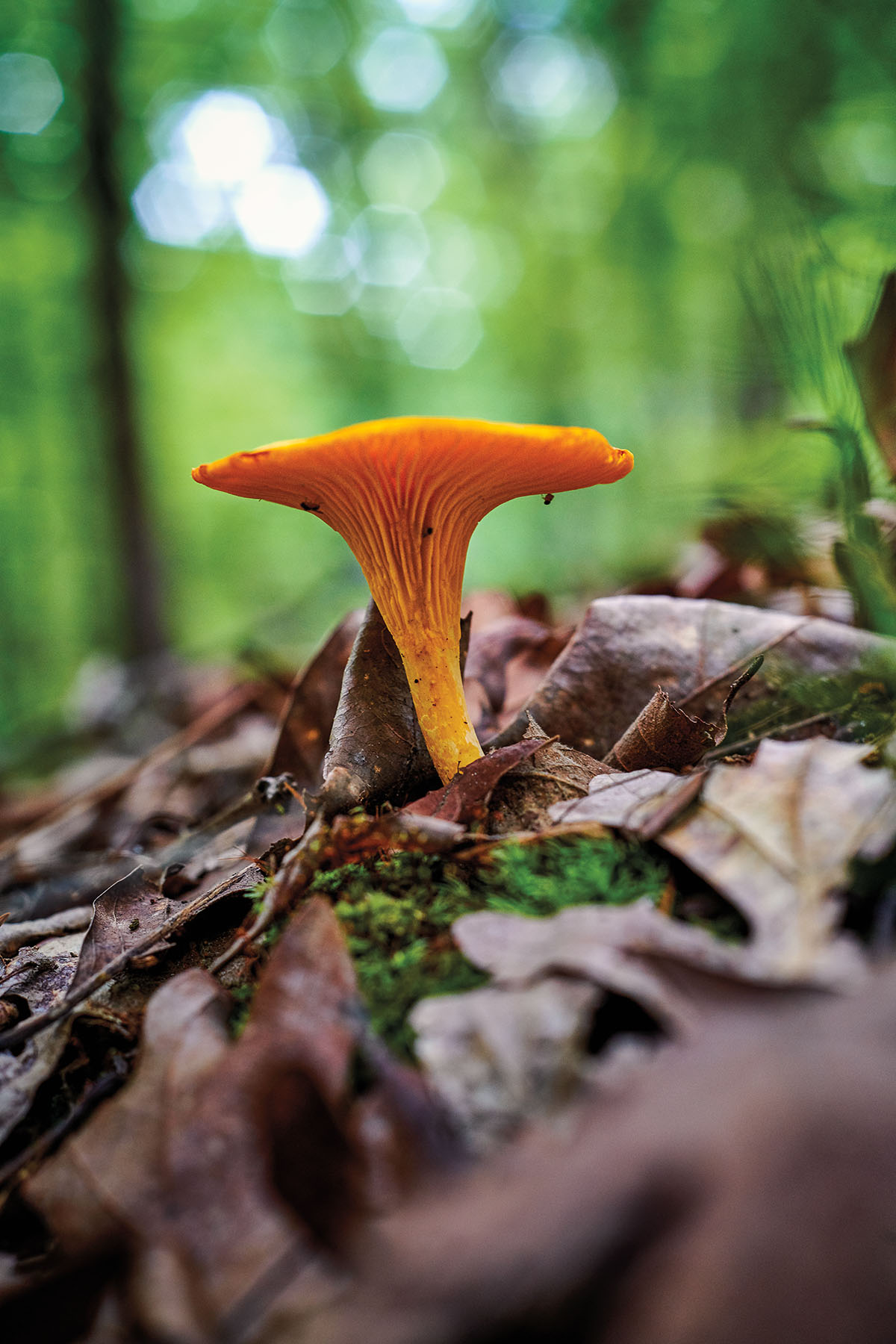 A bright orange mushroom in the center of brown leaves