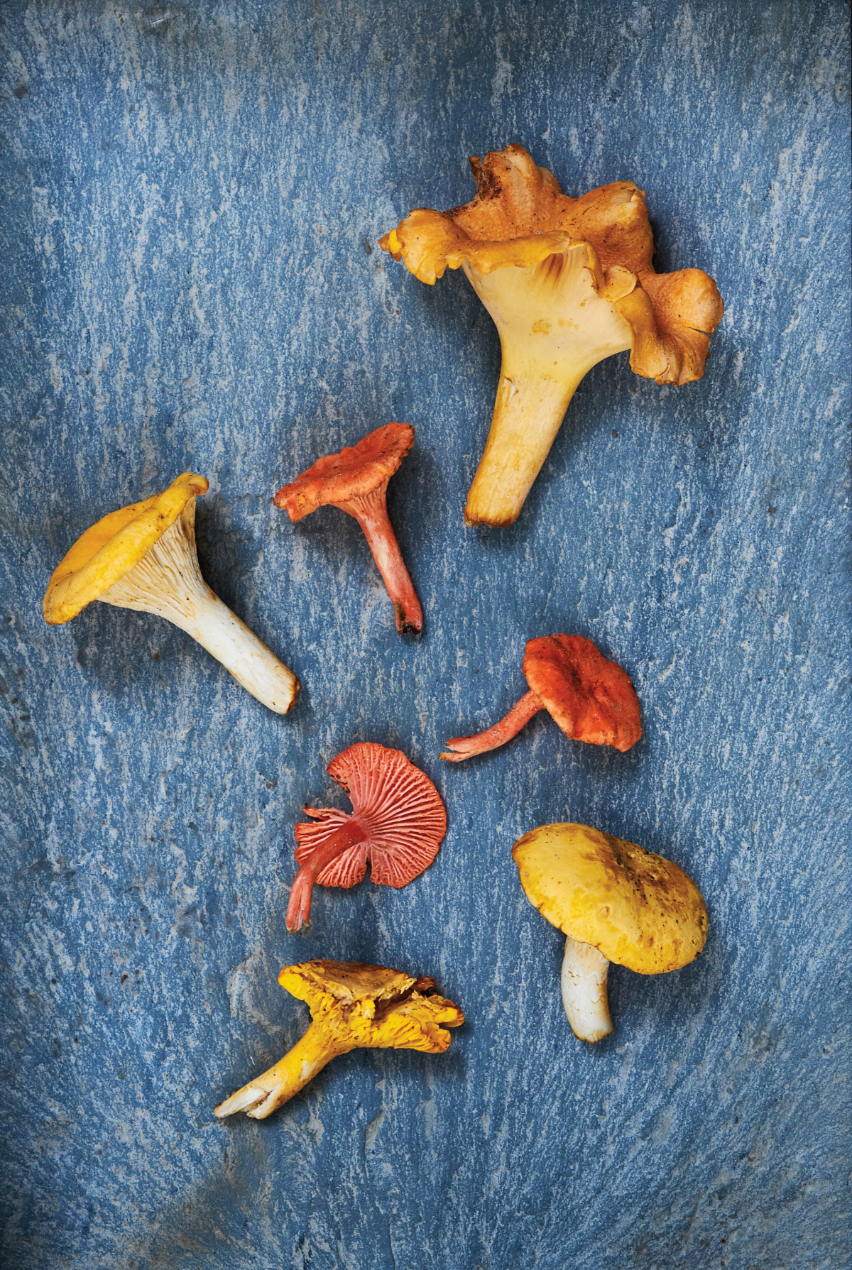 Yellow, orange and red mushrooms on a blue background, all found in Davy Crockett National Forest
