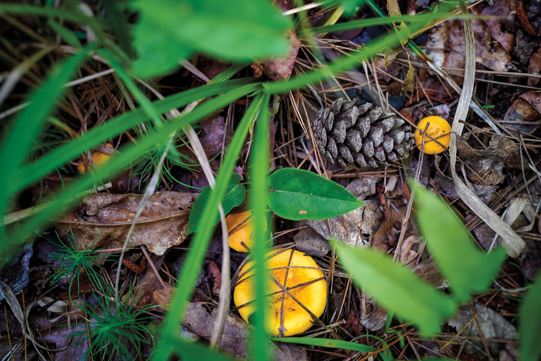 A collection of bright yellow mushrooms next to pinecones and green foliage