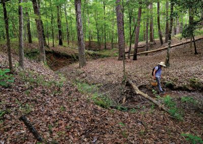 Forage for Rare and Pricey Chanterelle Mushrooms in East Texas