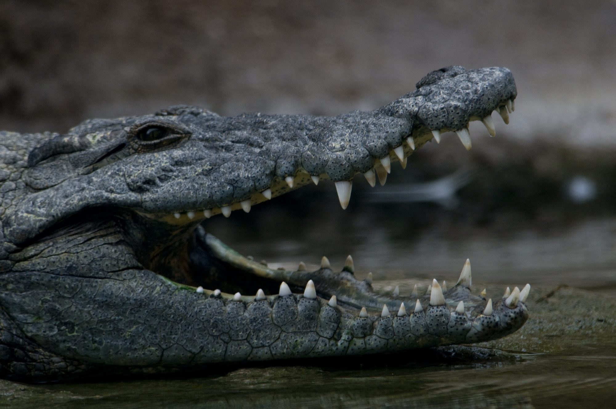 San Antonio Zoo Brackenridge Park Alligator