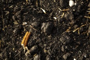Bartlett’s Houston Black Soil Is Once Again Fertile Ground