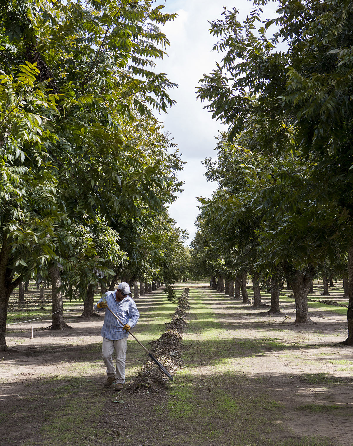 Farm Stays, Pecans, and Wildflower Seeds