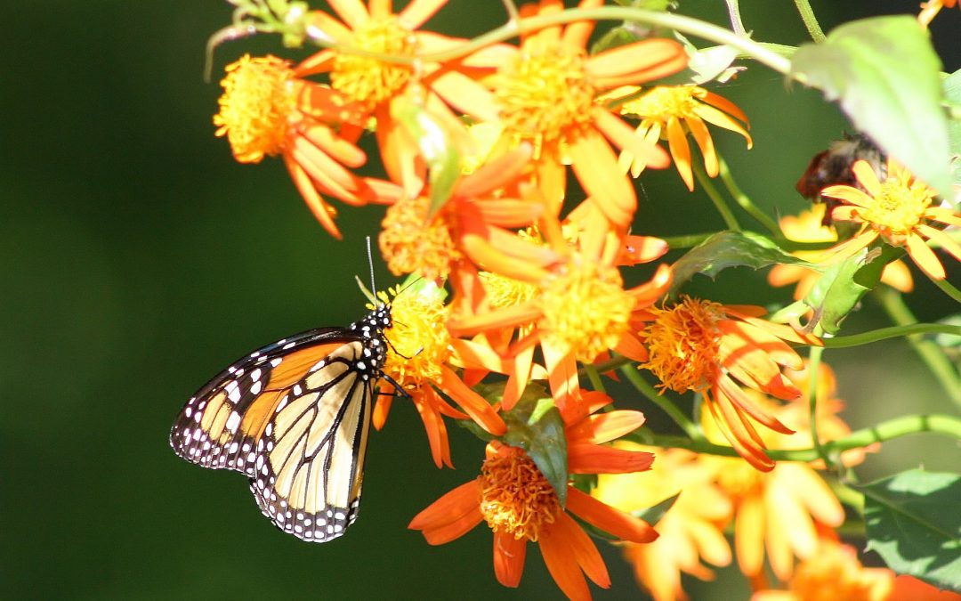 Monarch Butterfly Season Arrives in Texas With Virtual and In-Person Events