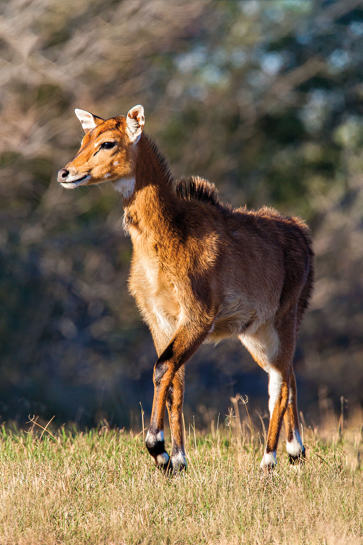 A calf nilgai raises one hoof while looking across a grass field
