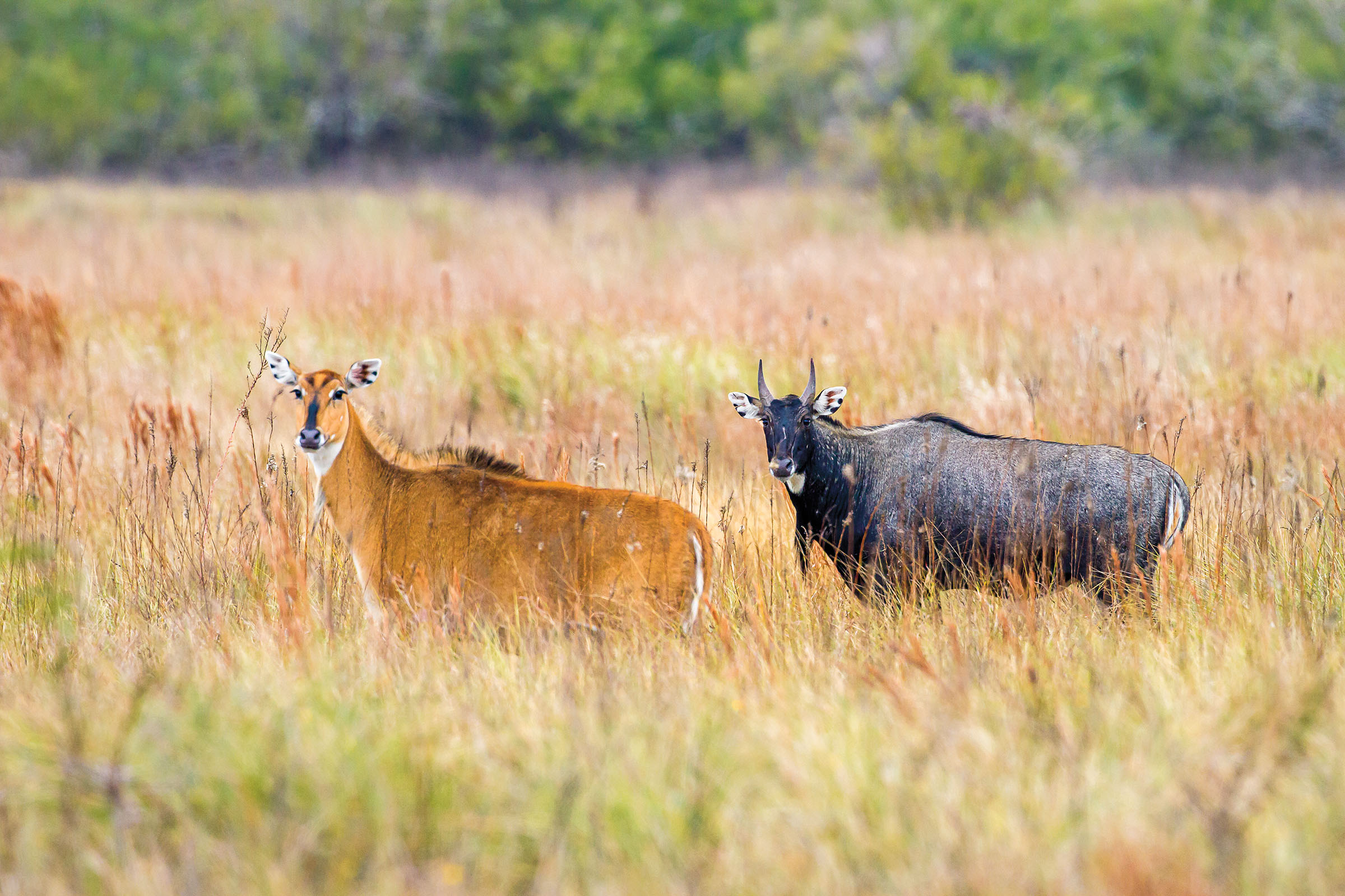 Two nilgai stand in a grassland