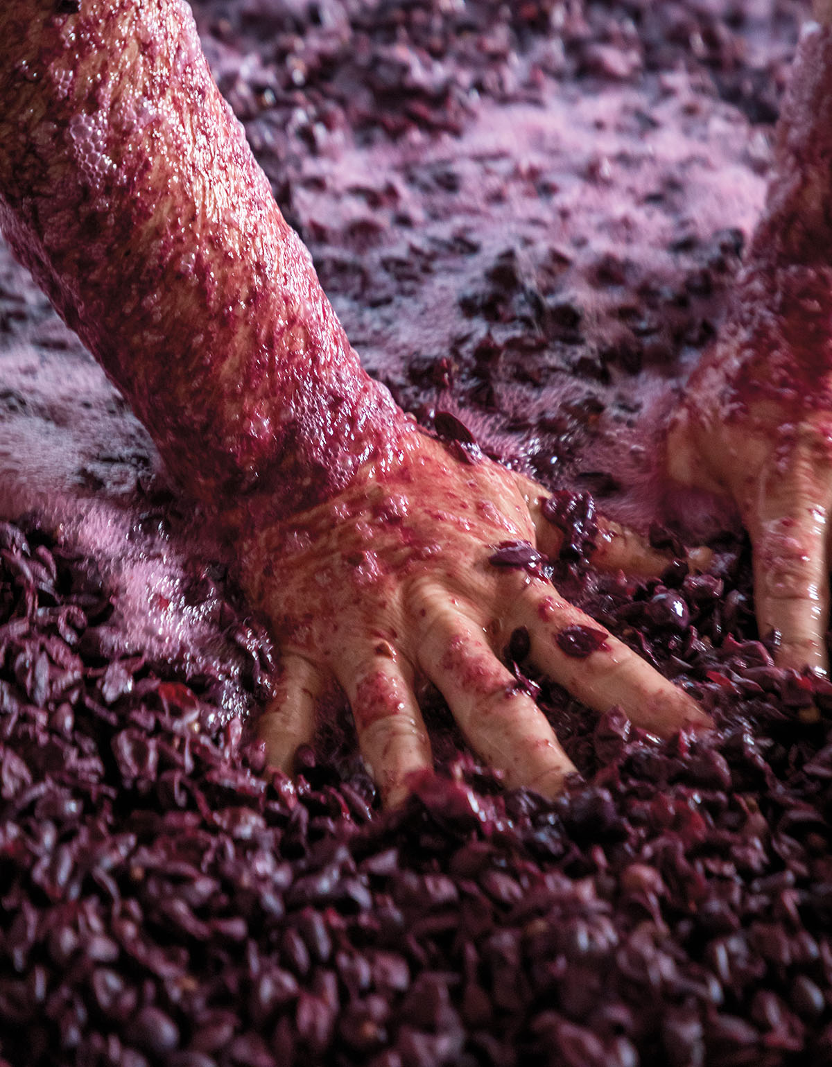 A person moves their purple-stained hands through a barrel of crushed and fermented grapes