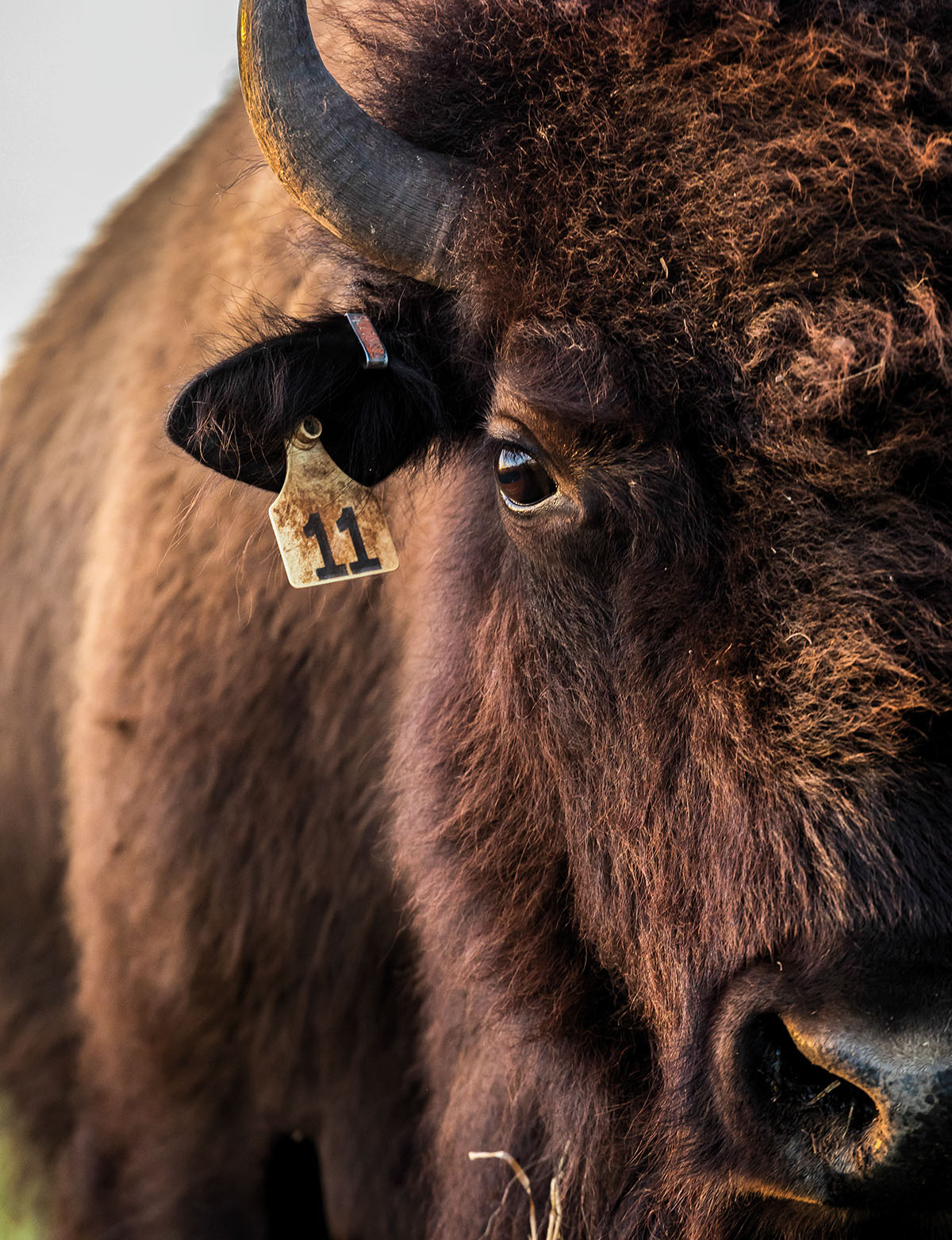 A close-up on the face of a bison