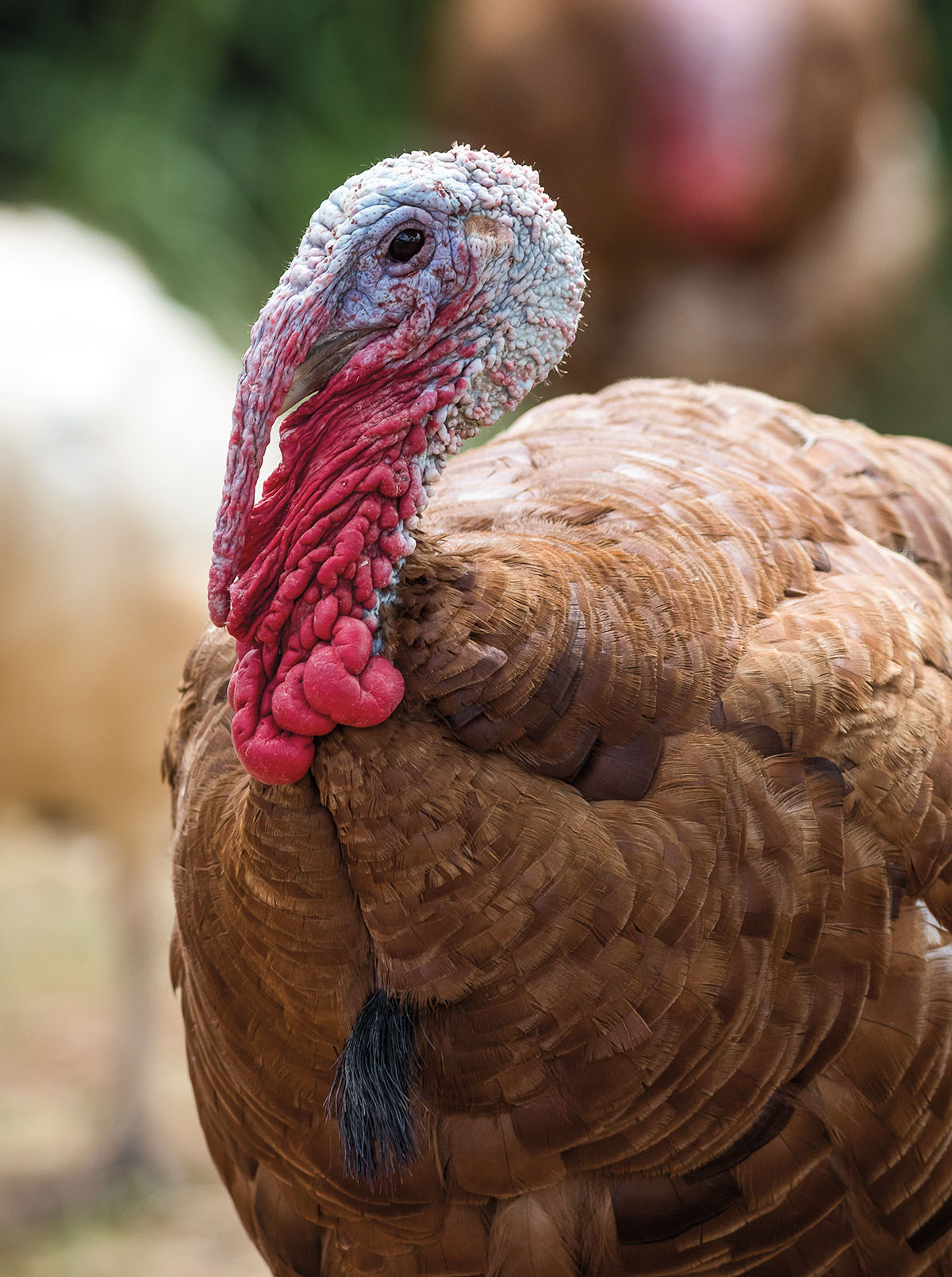 A large heritage turkey looks away from the camera
