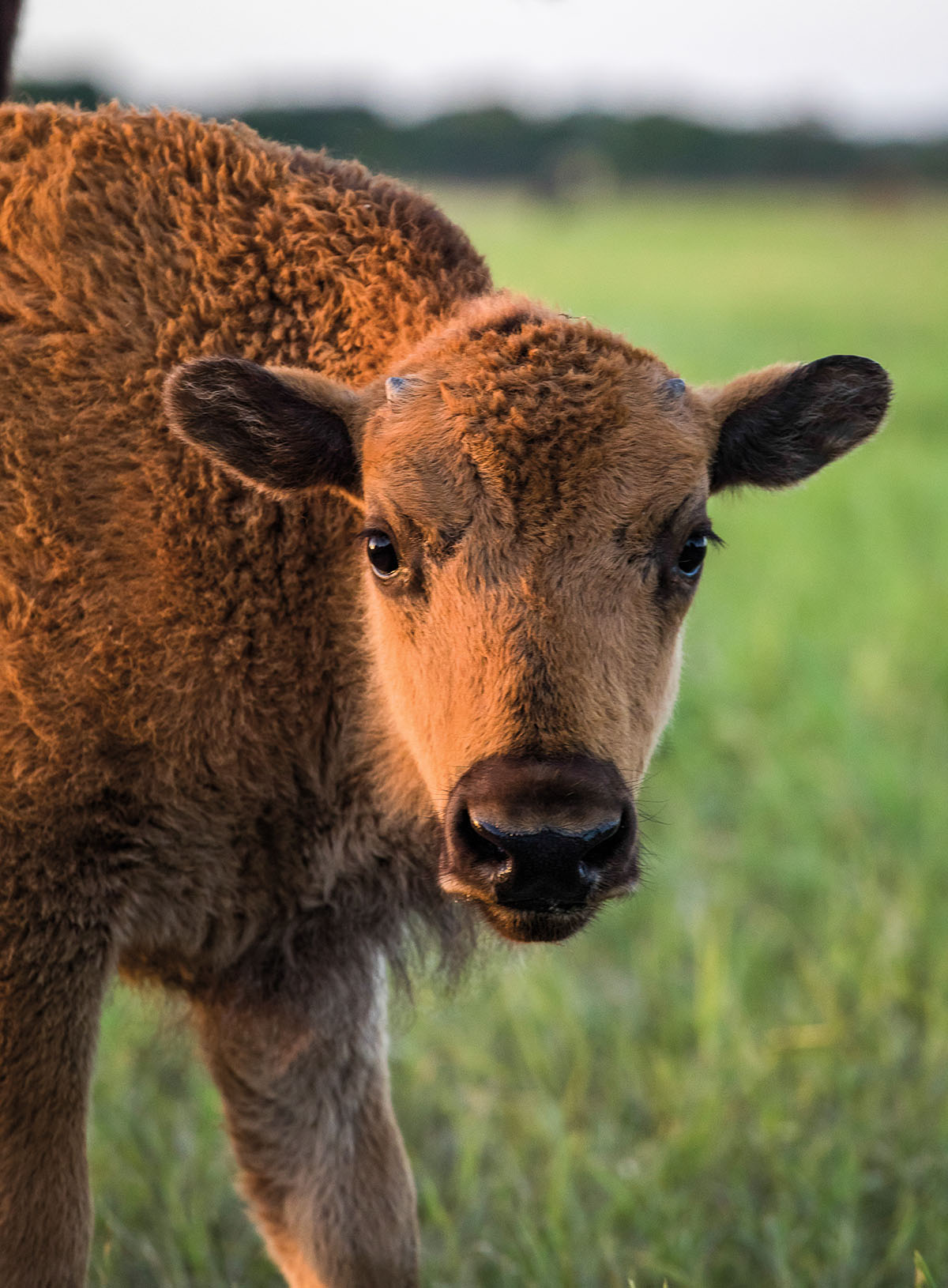 A bison calf bends down toward the camera in a field of grass