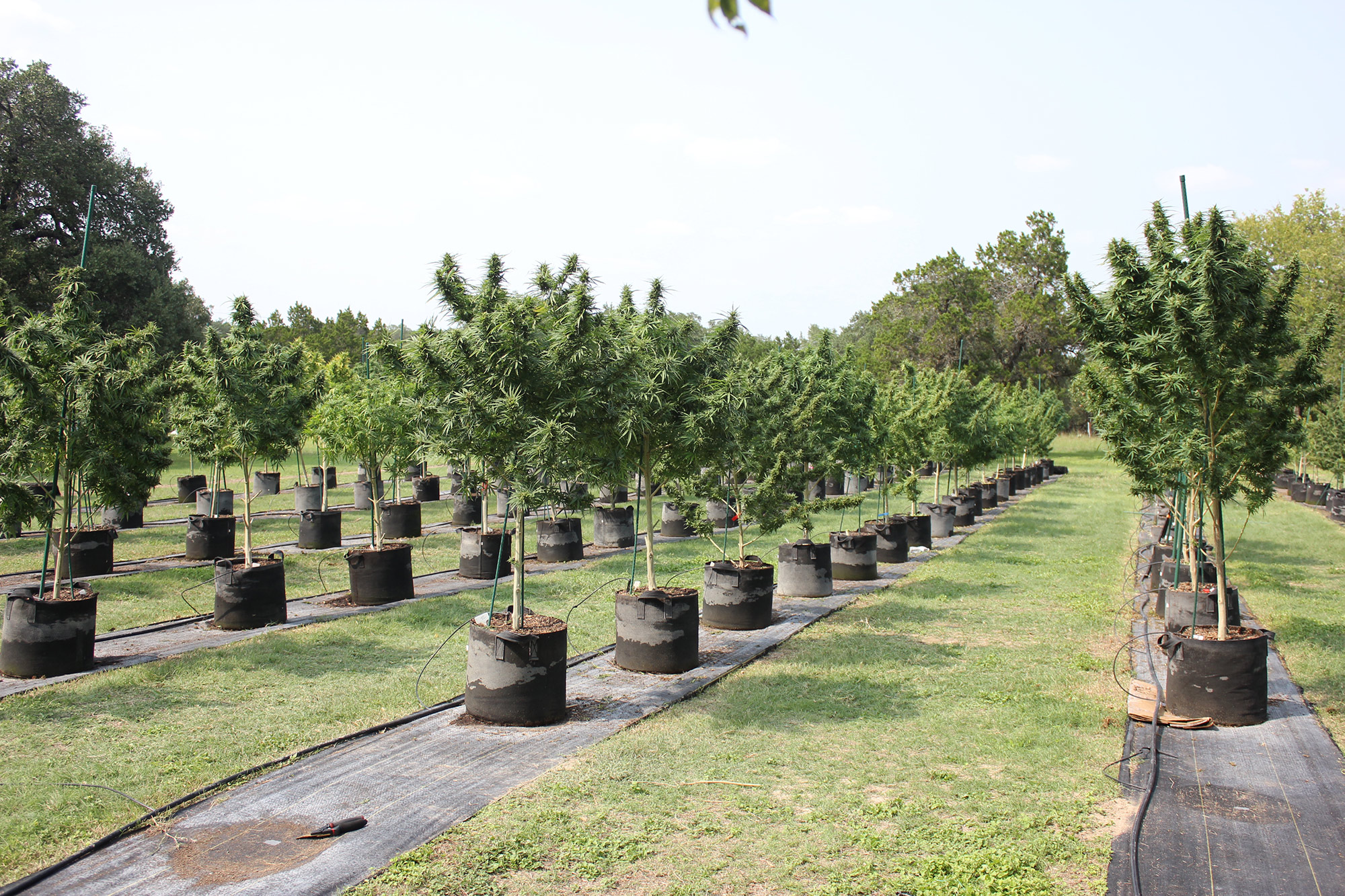 Rows of hemp plants at Texas First Hemp