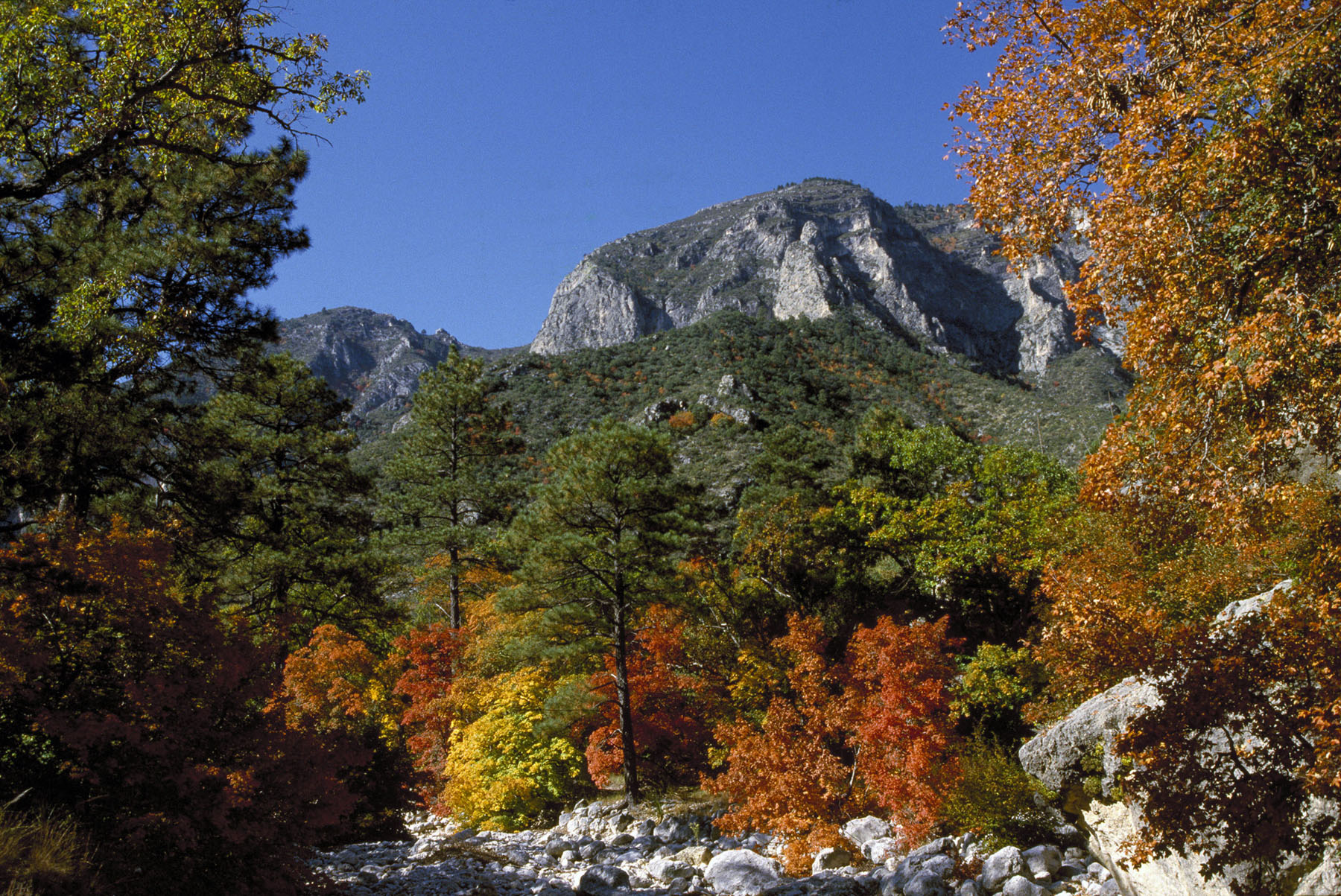 Fall foliage in McKittrick Canyon at Guadalupe Mountains National Park.