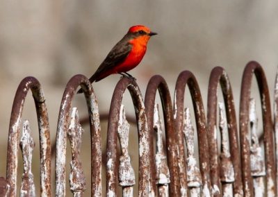 An Austin Birdwatcher Chronicles Her Quest for Winged Creatures in Cemeteries and Parking Lots