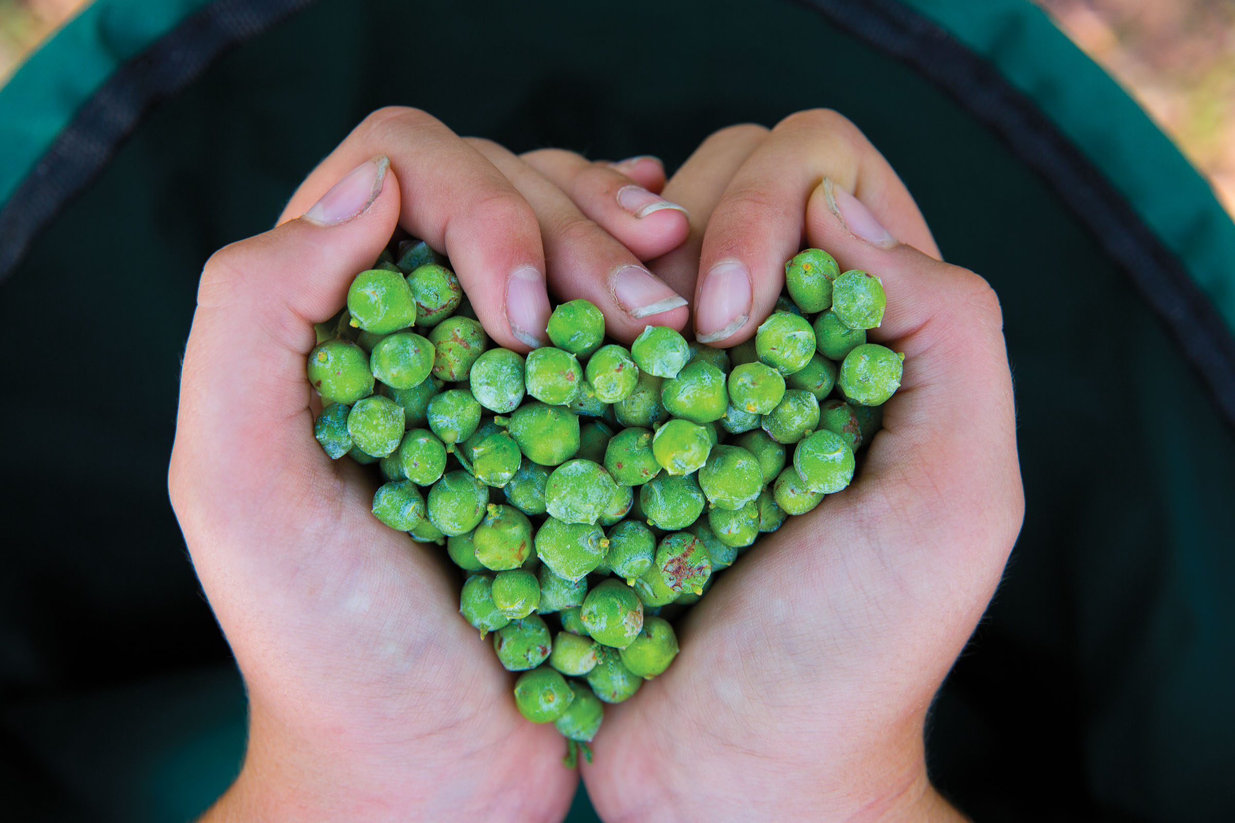 Hands holding a collection 