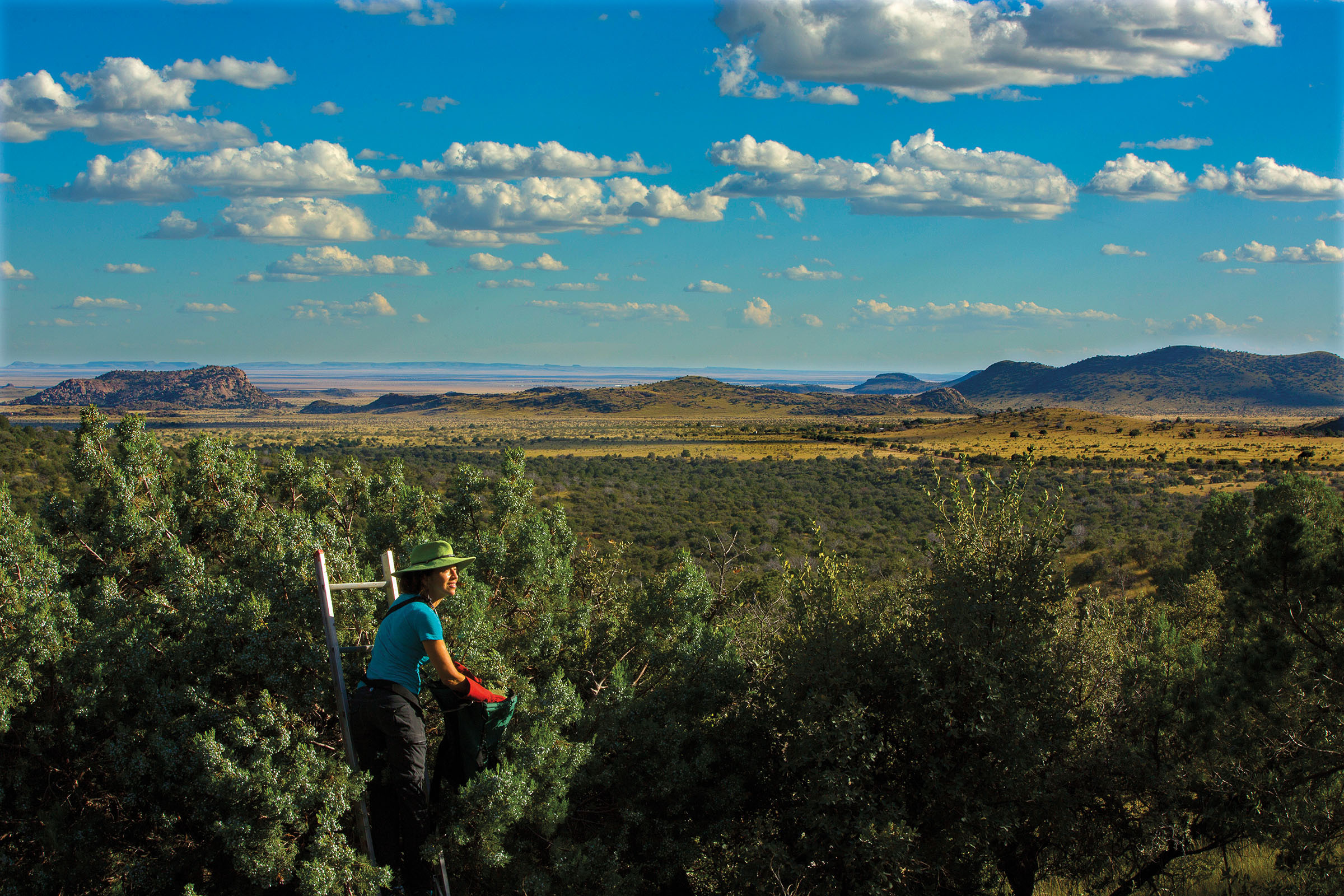 A woman stands in a field of juniper underneath a deep blue sky with white clouds