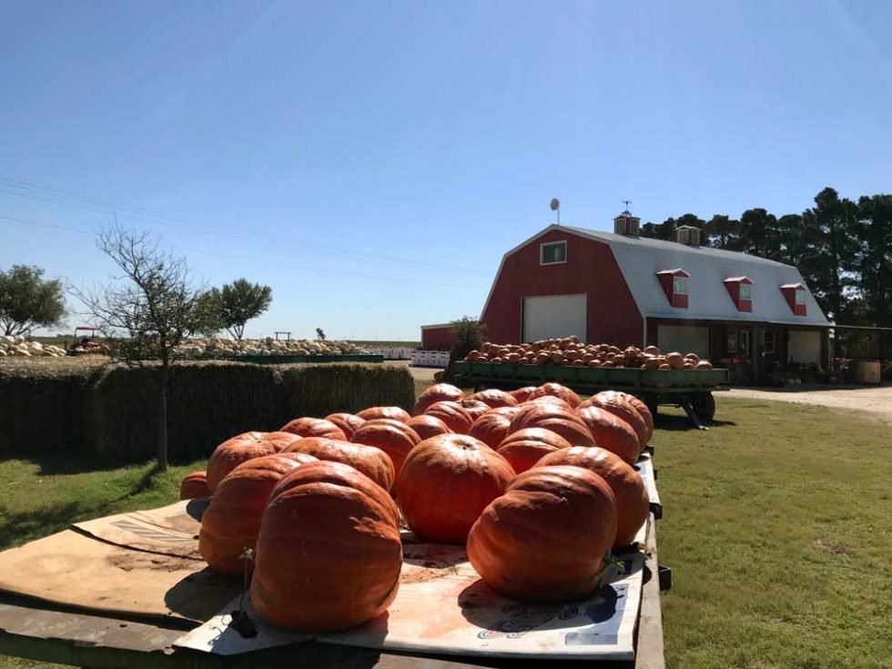 Meet the Texas Town that Became the Pumpkin Capital of the U.S.A.