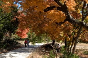 9 Things You Can Do To Make the Most of Fall in Texas