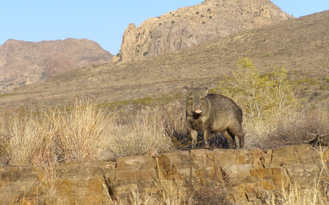 Not Wild Pigs: In Appreciation of Javelinas, Iconic Native Wildlife of Texas