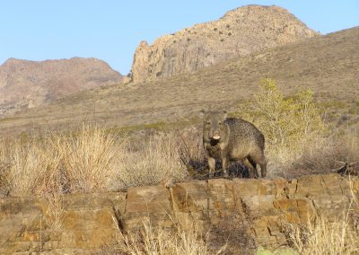 Not Wild Pigs: In Appreciation of Javelinas, Iconic Native Wildlife of Texas