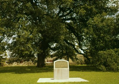 A Naturalist Finds Serenity on a Mini-Tour of Texas’ Famous Oak Trees
