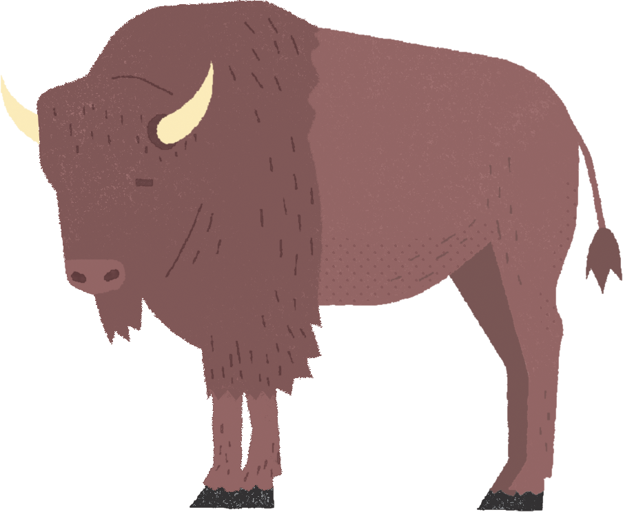 An illustration of a buffalo