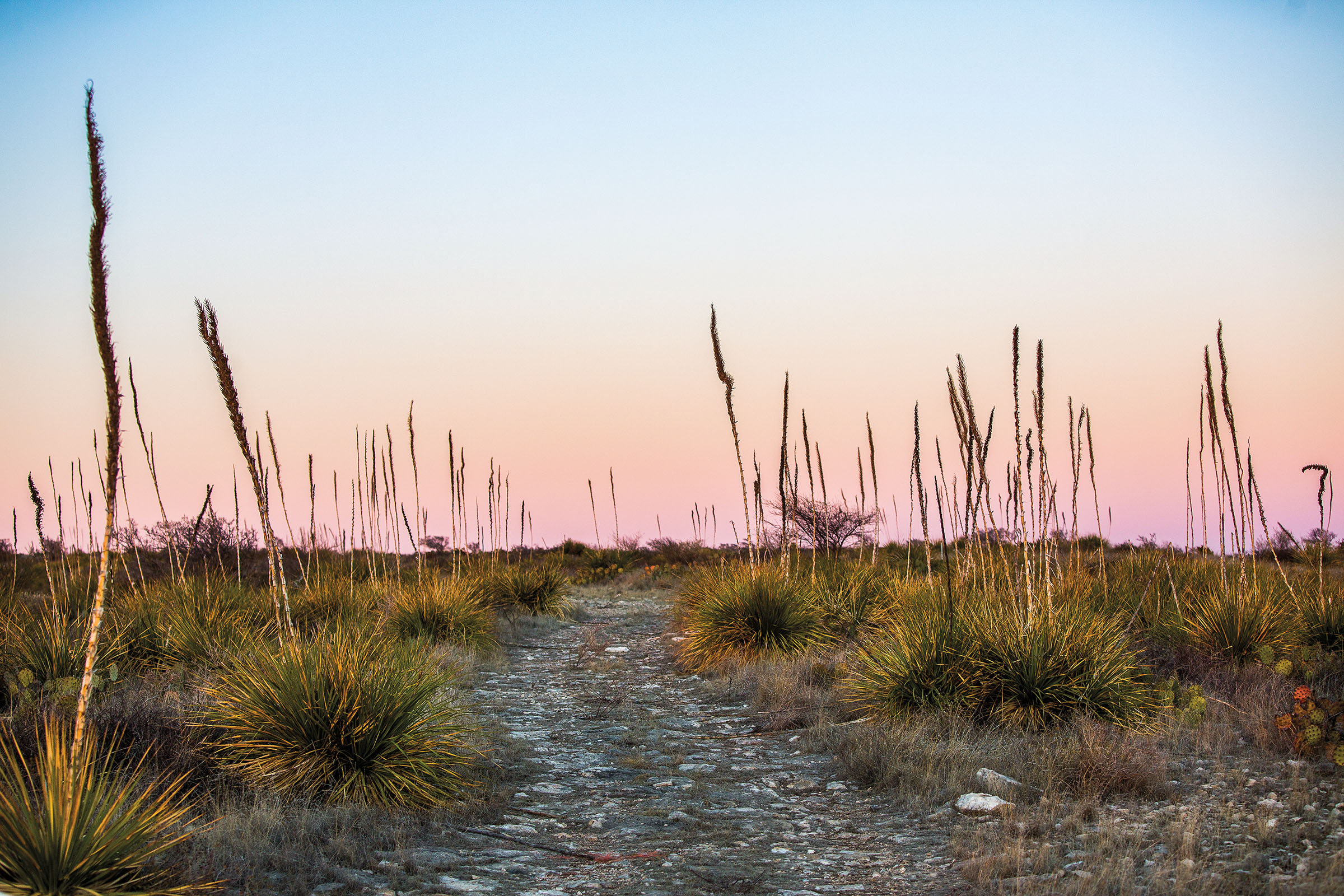Green sotol plants along a gray dirt road stand tall against a blue and pink sunset