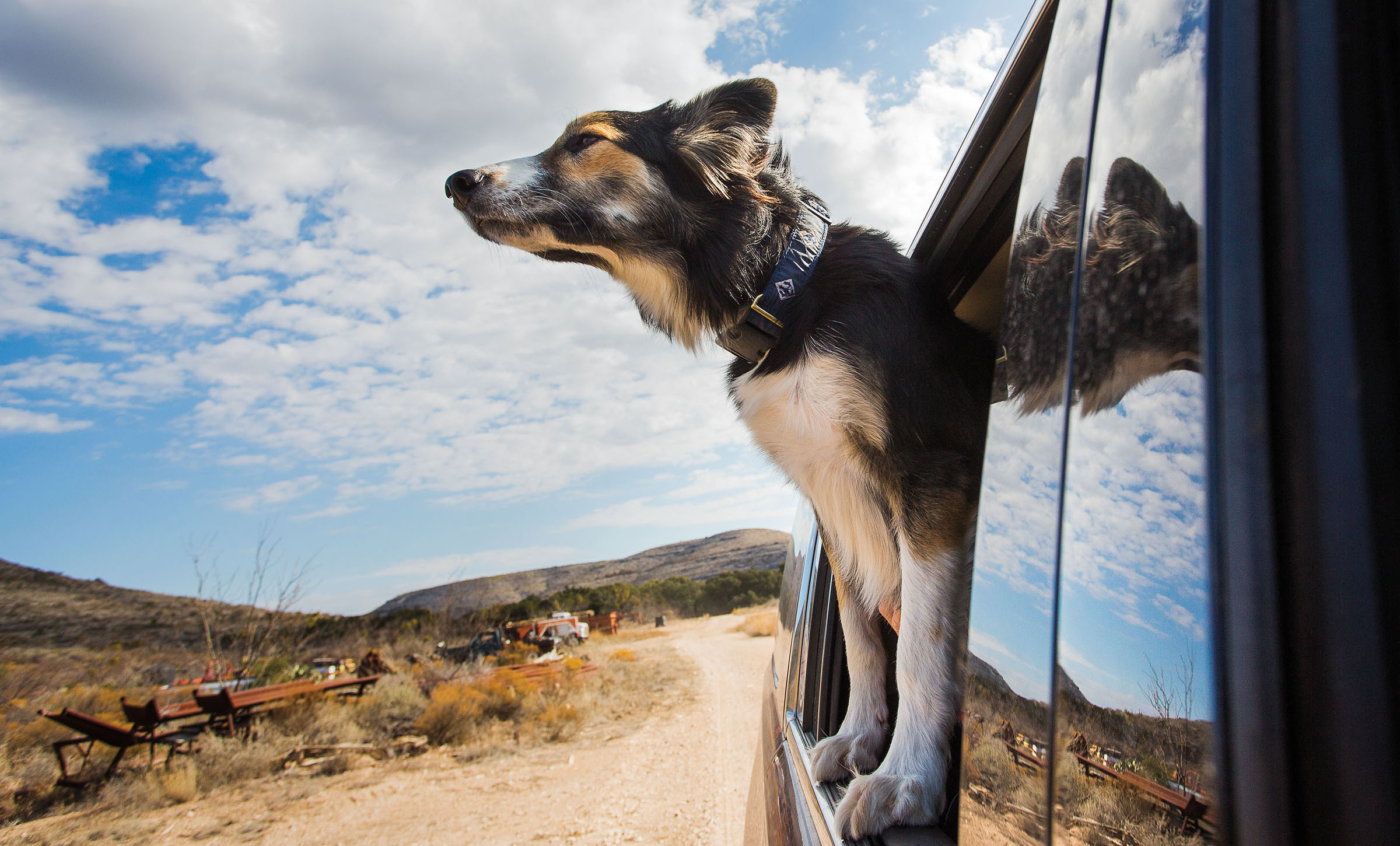 A border collie looks out at the landscape underneath a blue sky