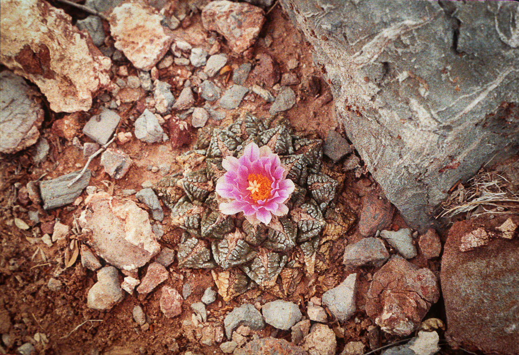A bright pink living rock cactus