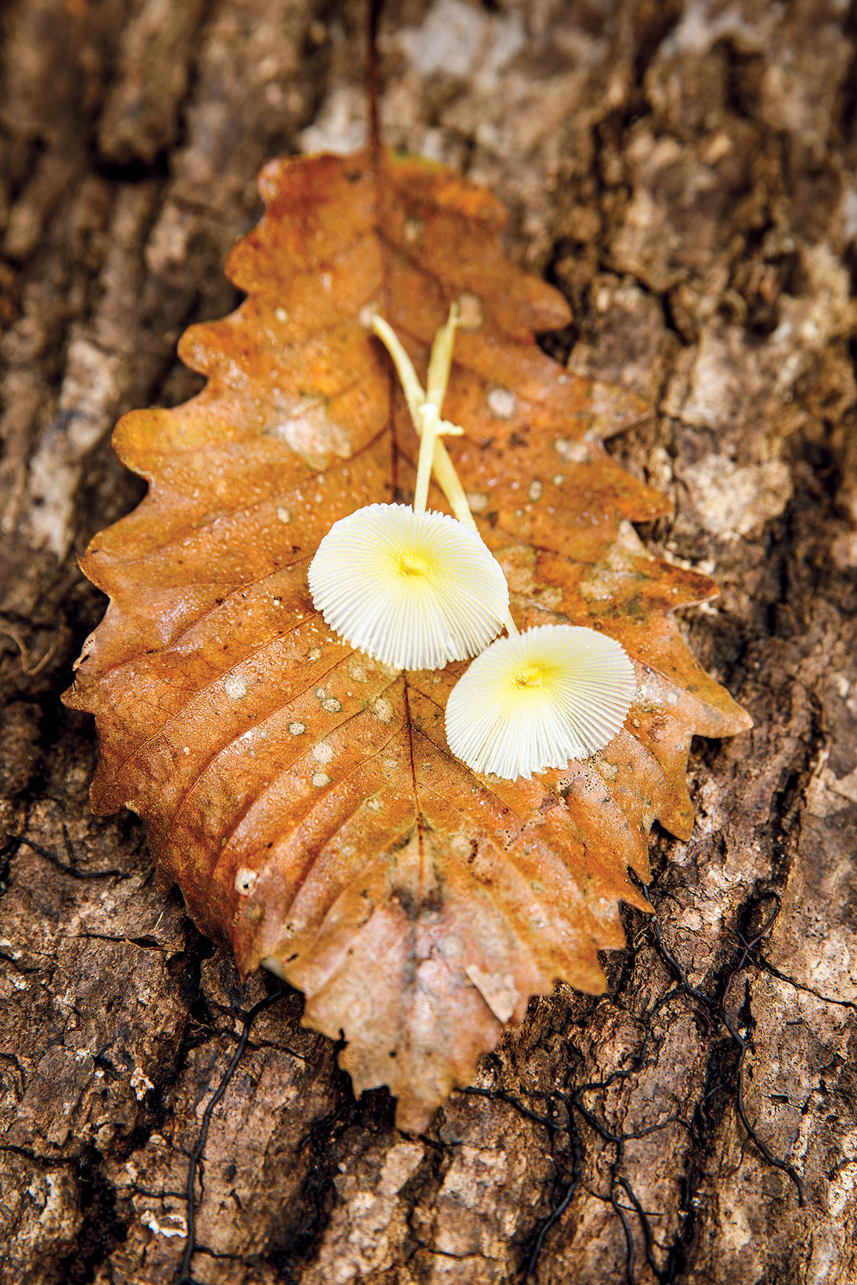 White flowers on an orange leaf resting on tree bark