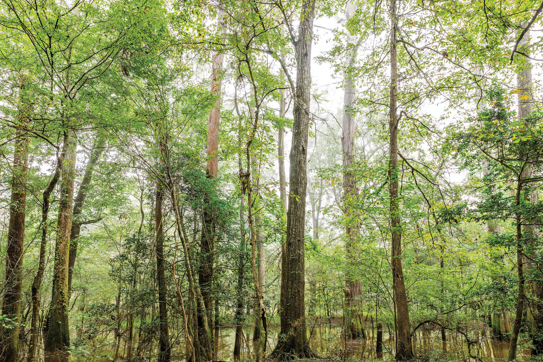 Tall green trees in Big Thicket