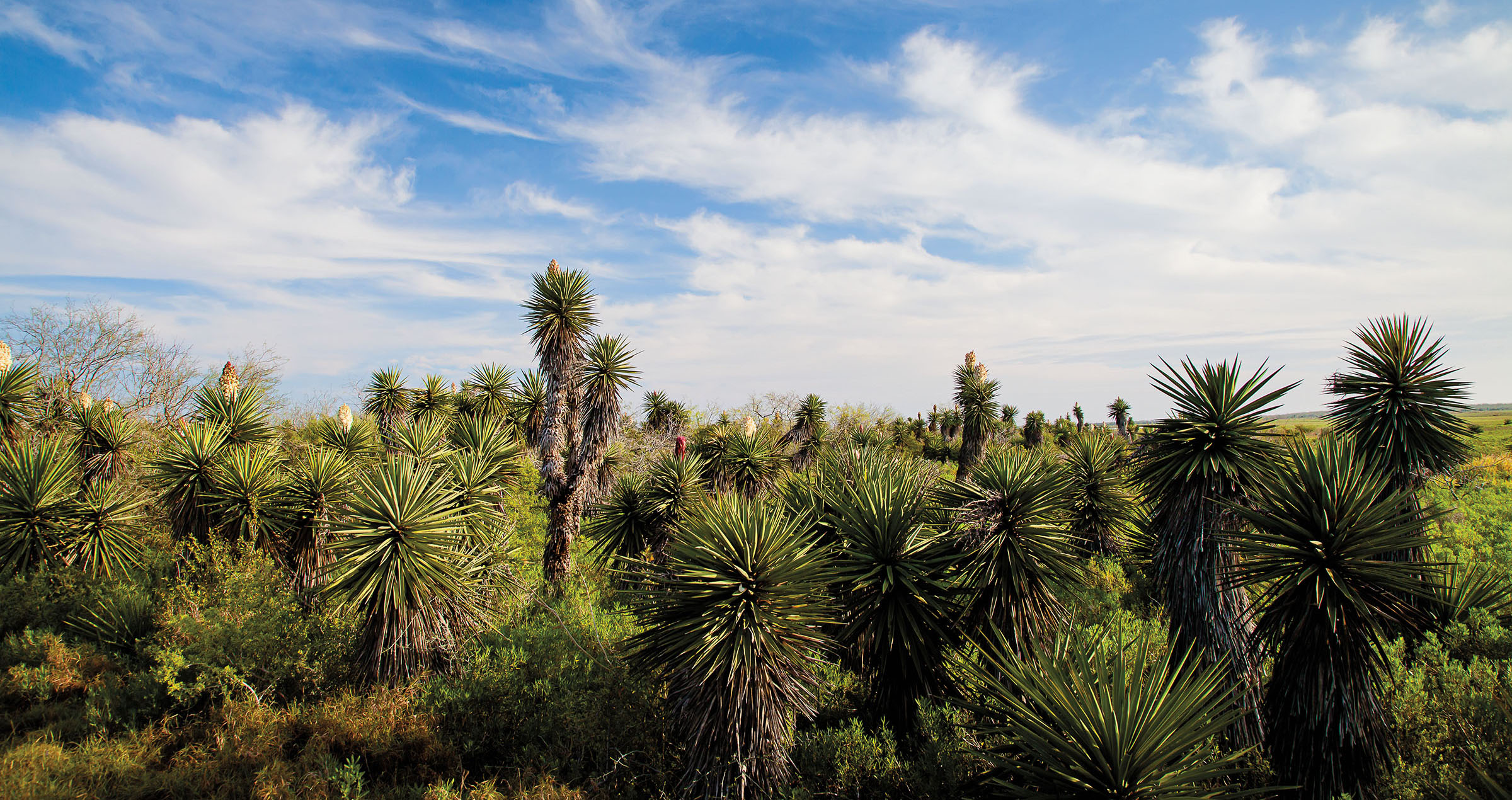 A blue sky above a field of green, spiky yucca