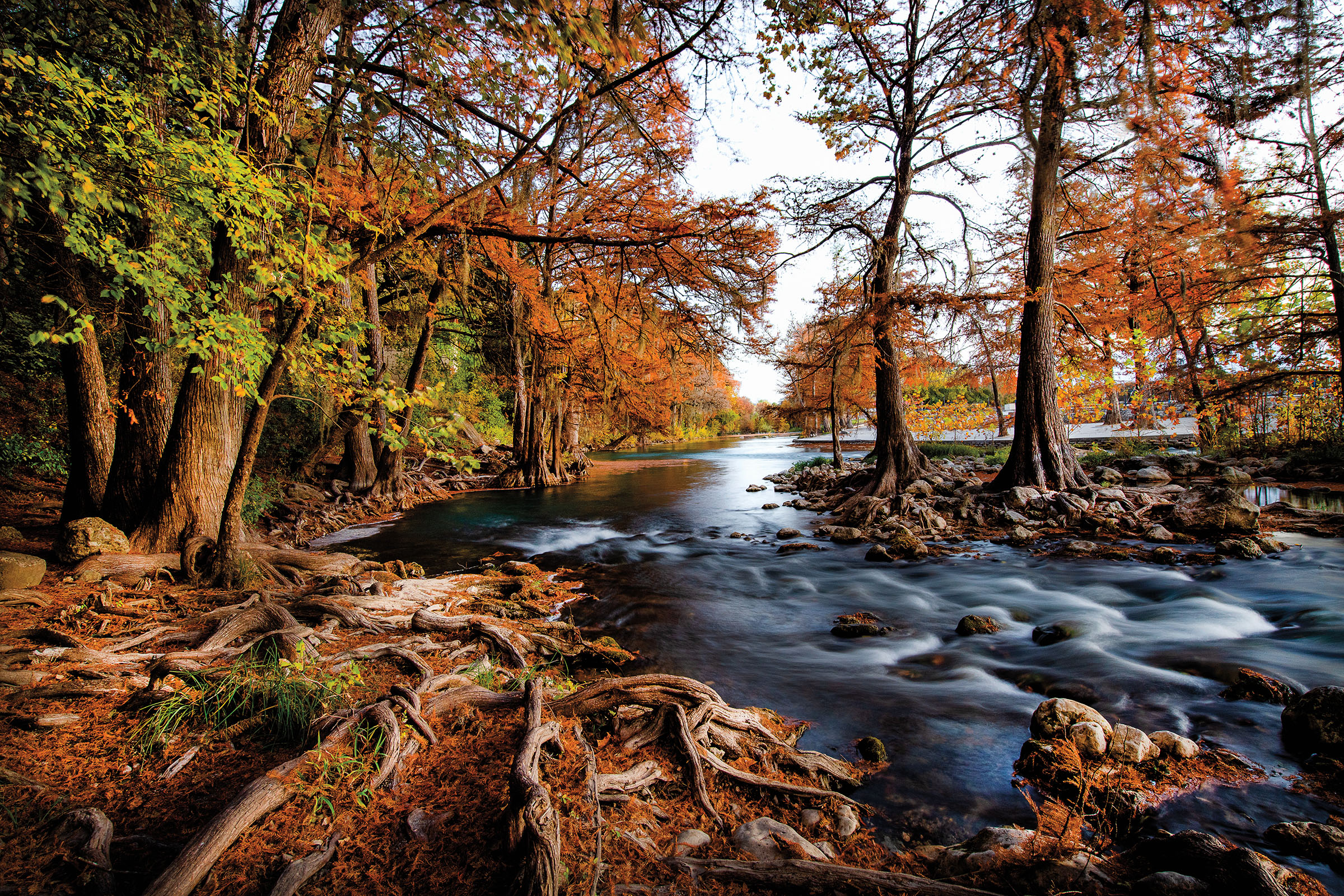 Orange foliage at Gruene's Guadalupe River