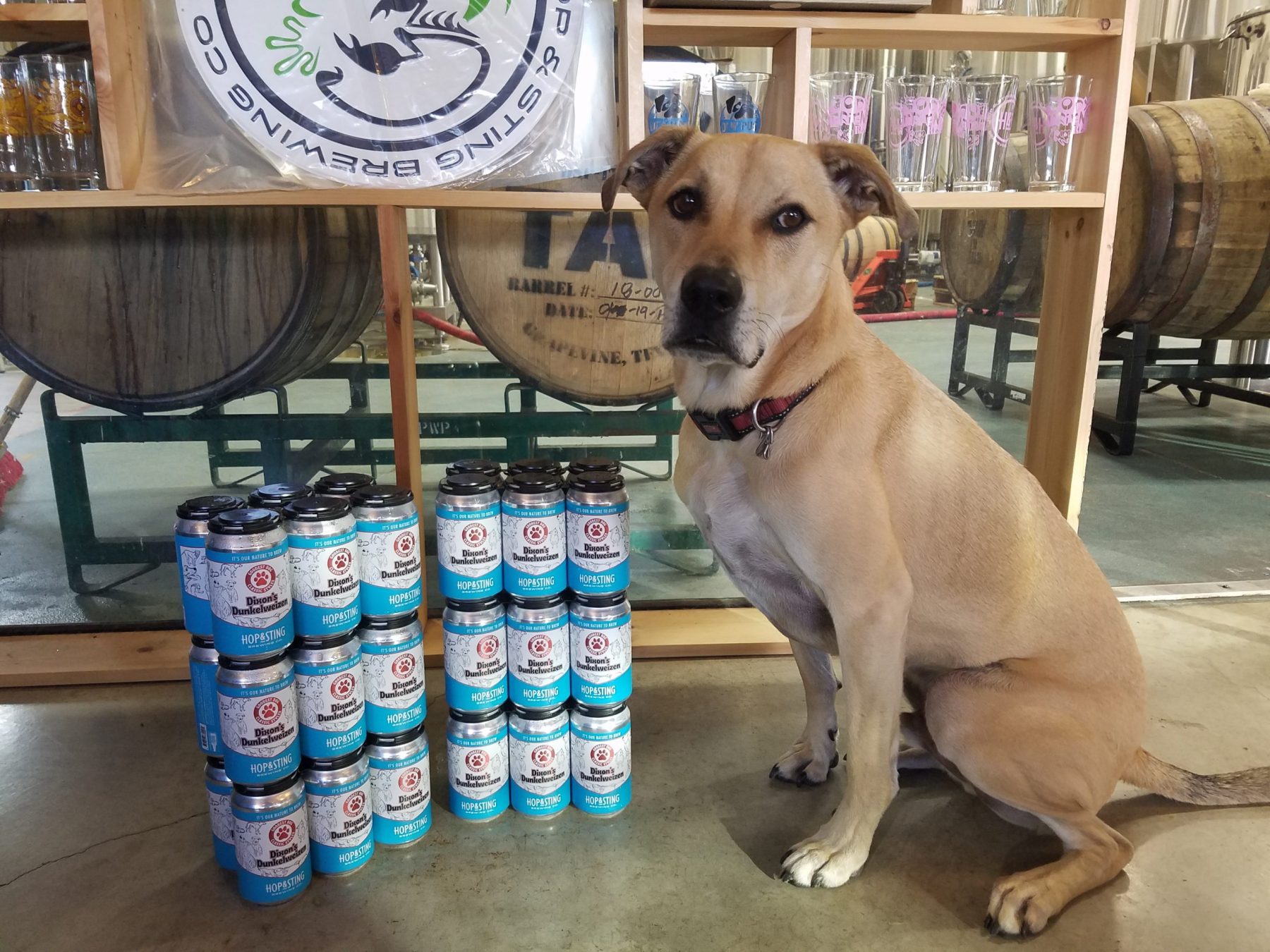 dog, brewery, beer cans, beer barreks