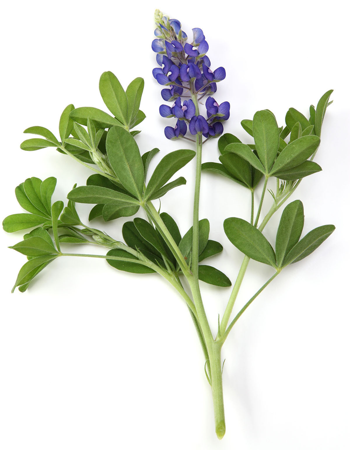 A bluebonnet on a white background