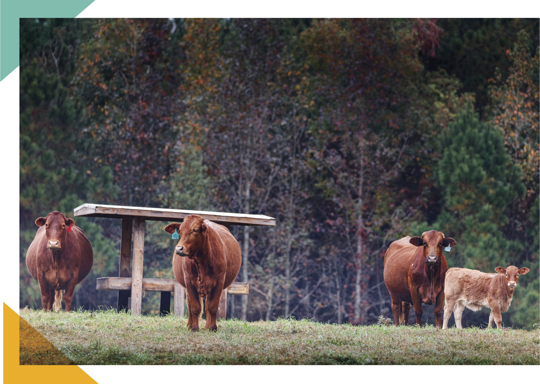 Cows stand in a field