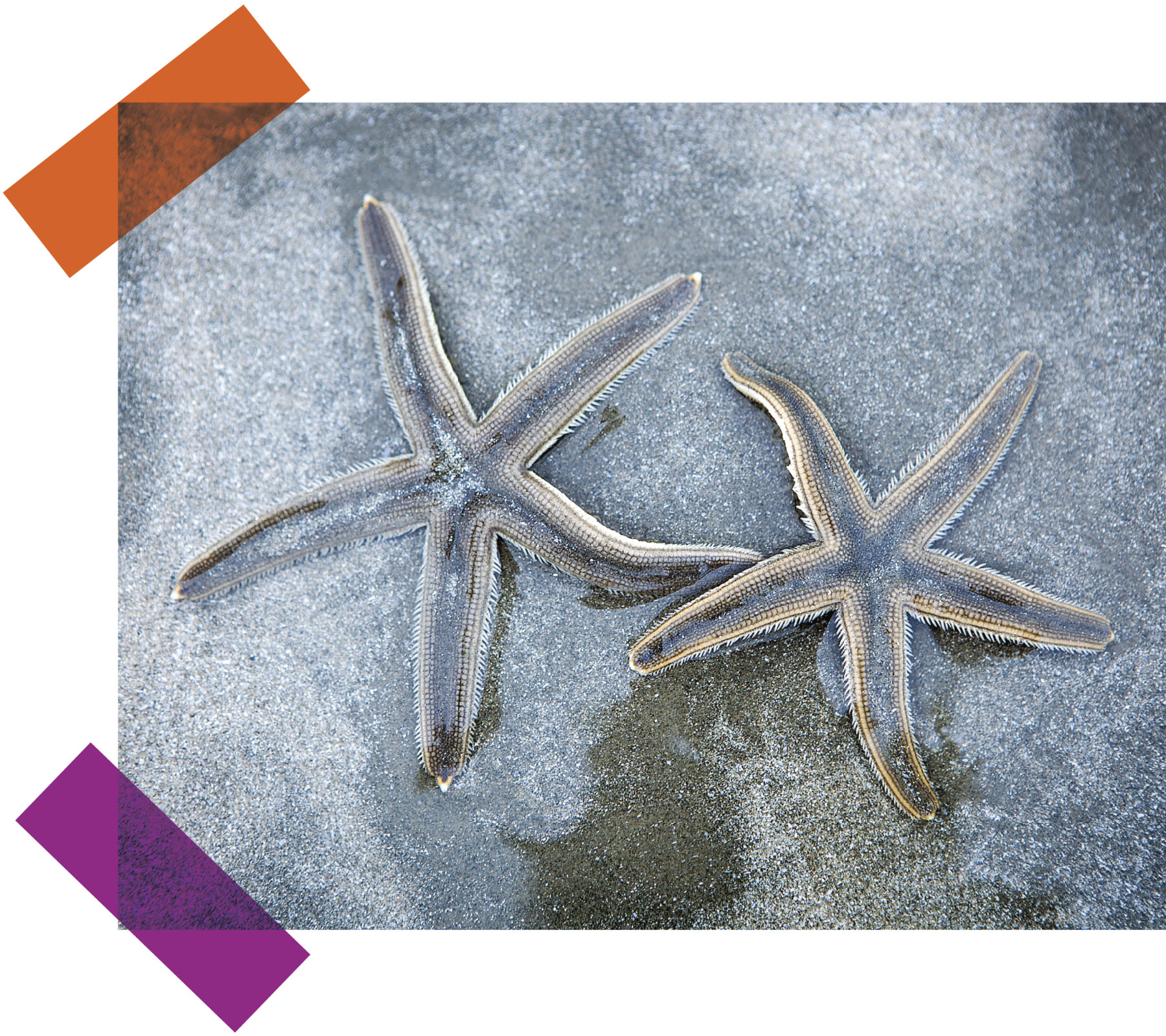 Starfish on the seashore